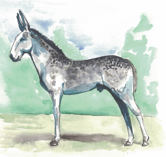 Watercolor Mule Print